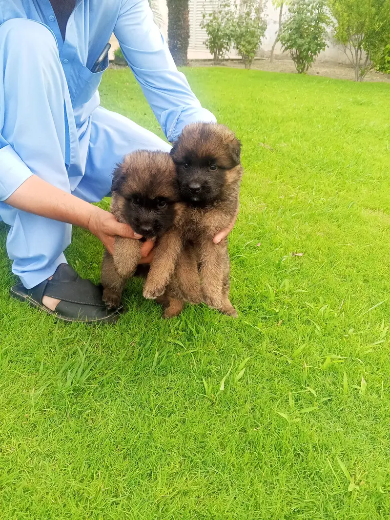 Long Coat German Shepherd Puppies for Sale — photo 4