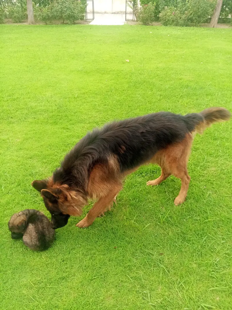 Long Coat German Shepherd Puppies for Sale — photo 5