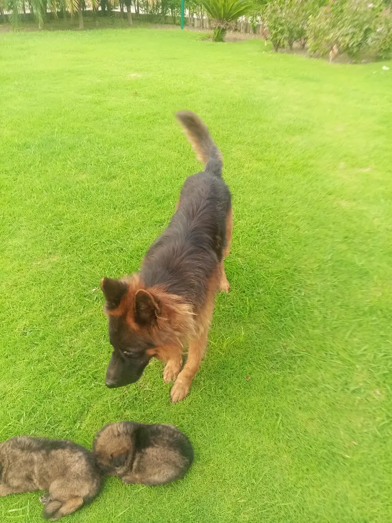 Long Coat German Shepherd Puppies for Sale — photo 6