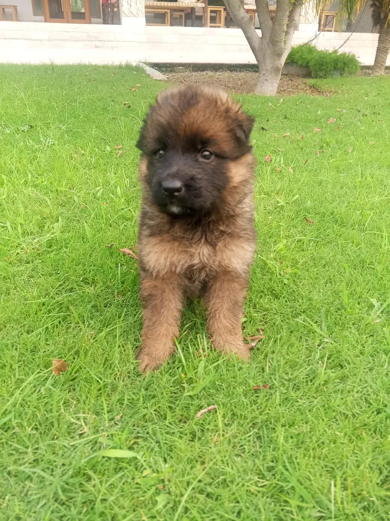 Long Coat German Shepherd Puppies for Sale — photo 7