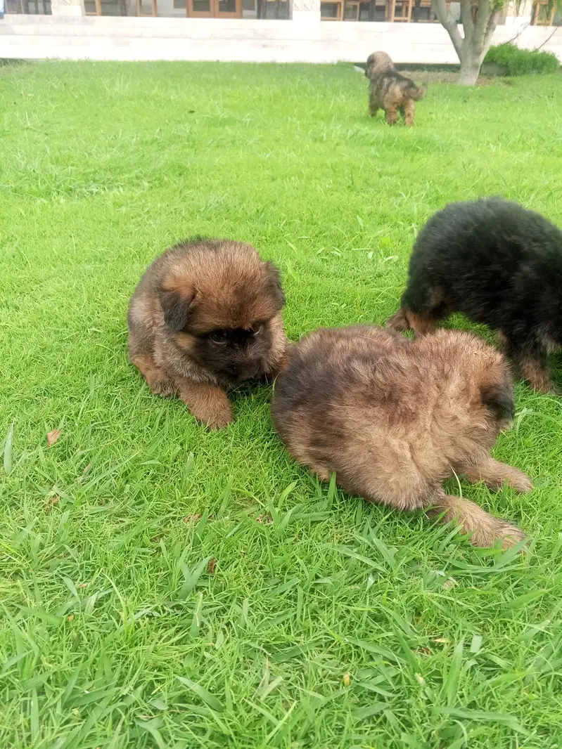 Long Coat German Shepherd Puppies for Sale — photo 8