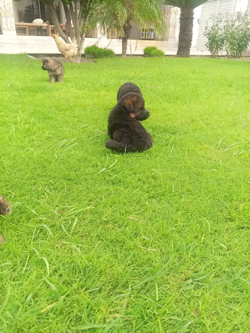 Long Coat German Shepherd Puppies for Sale — photo 9