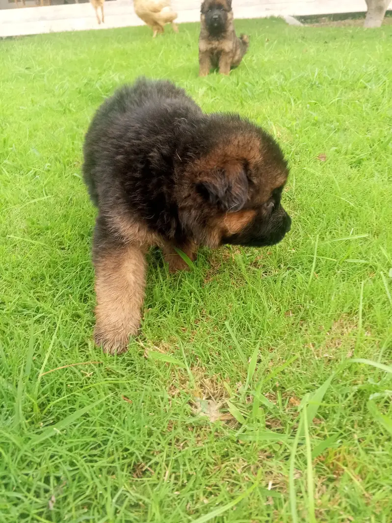 Long Coat German Shepherd Puppies for Sale — photo 10