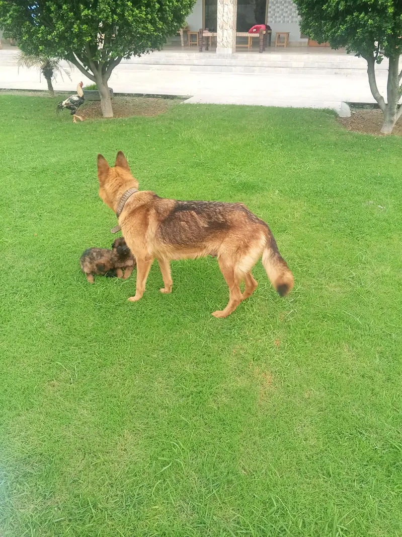 Long Coat German Shepherd Puppies for Sale — photo 11