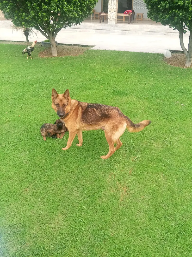Long Coat German Shepherd Puppies for Sale — photo 12