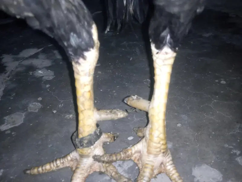 argent aseel pair sell — photo 2