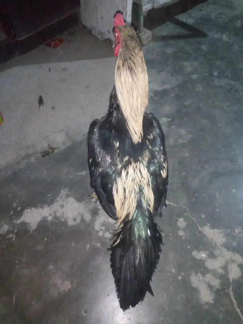 argent aseel pair sell — photo 3
