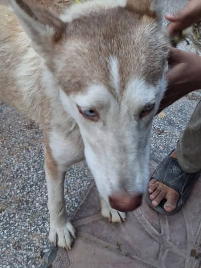 So beautifull dog and urgent sale