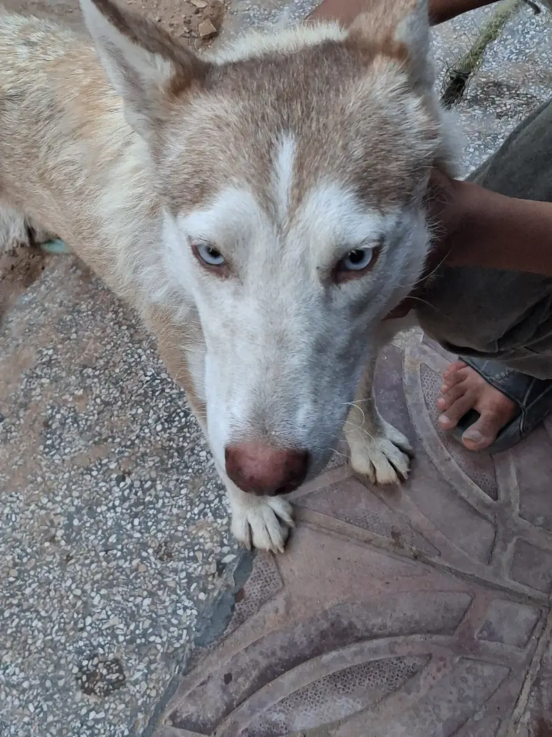 So beautifull dog and urgent sale — photo 2