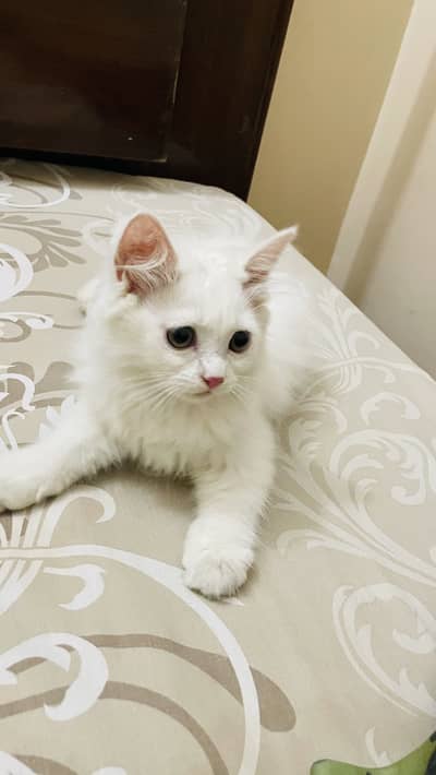Persian cats for sale