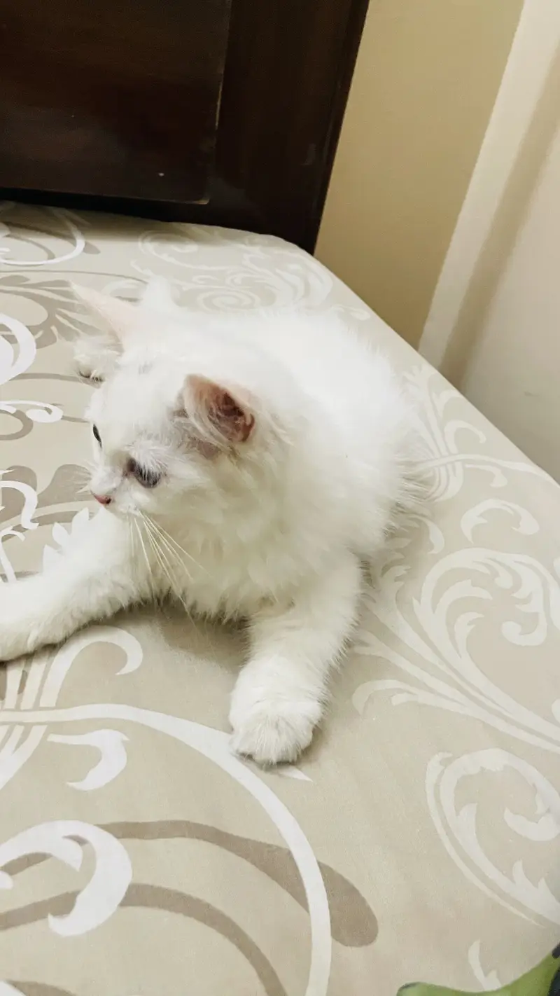 Persian cats for sale — photo 2