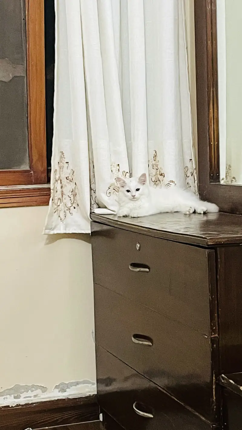 Persian cats for sale — photo 3