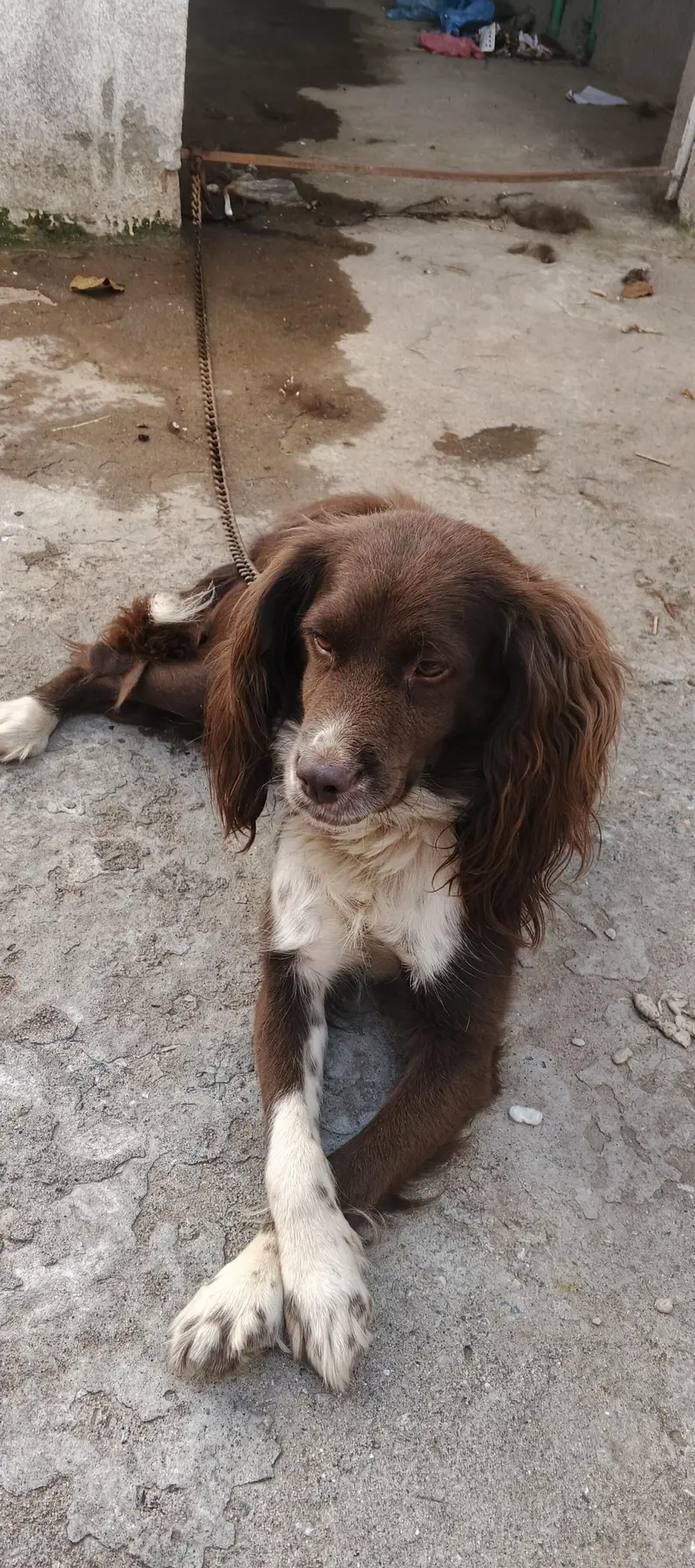 cocker spanil dog for sale — photo 2