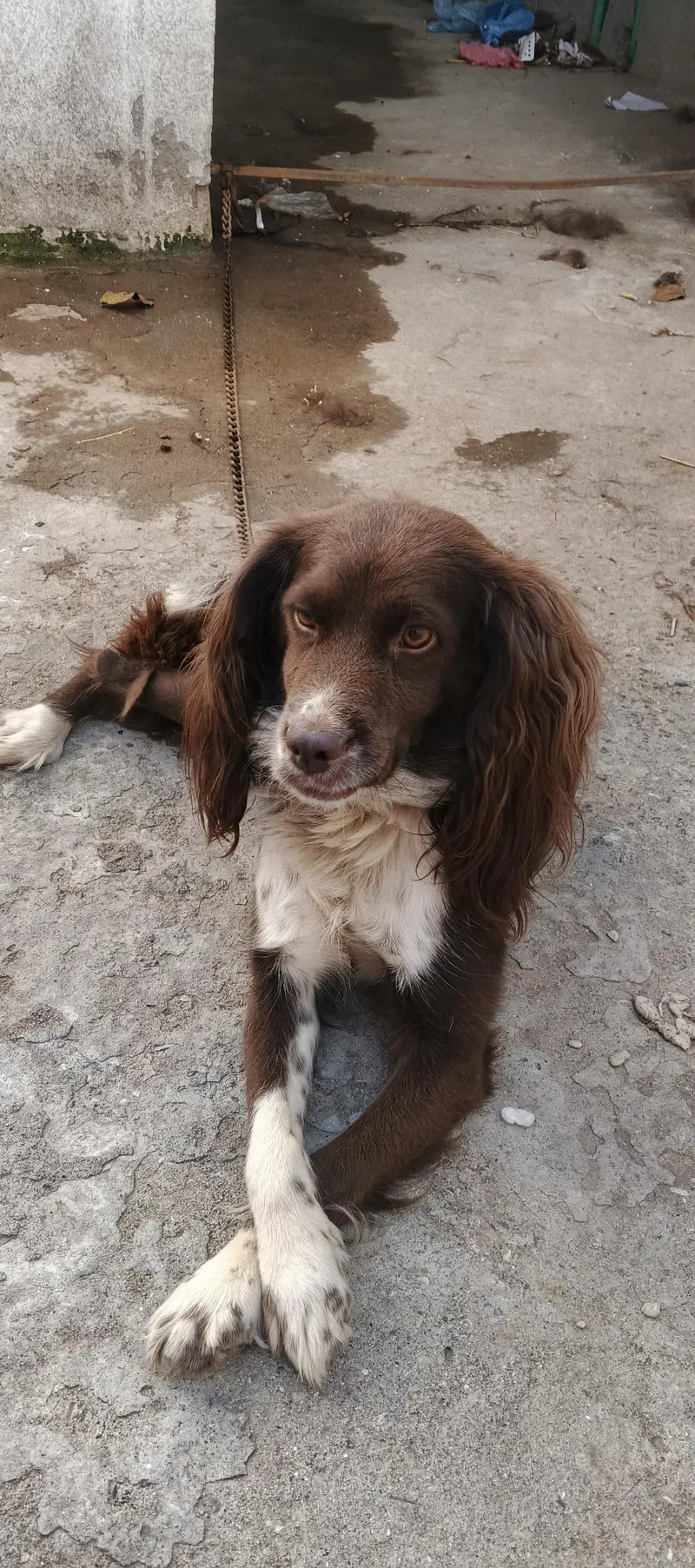 cocker spanil dog for sale — photo 3
