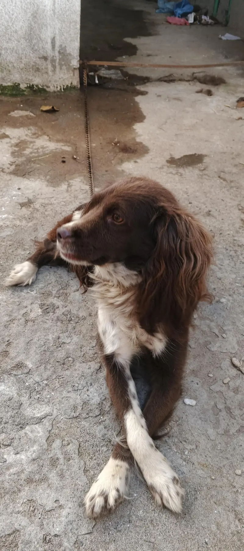 cocker spanil dog for sale — photo 4
