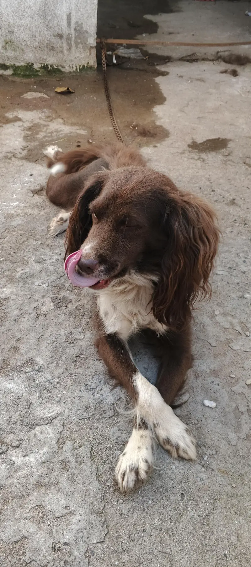 cocker spanil dog for sale — photo 5