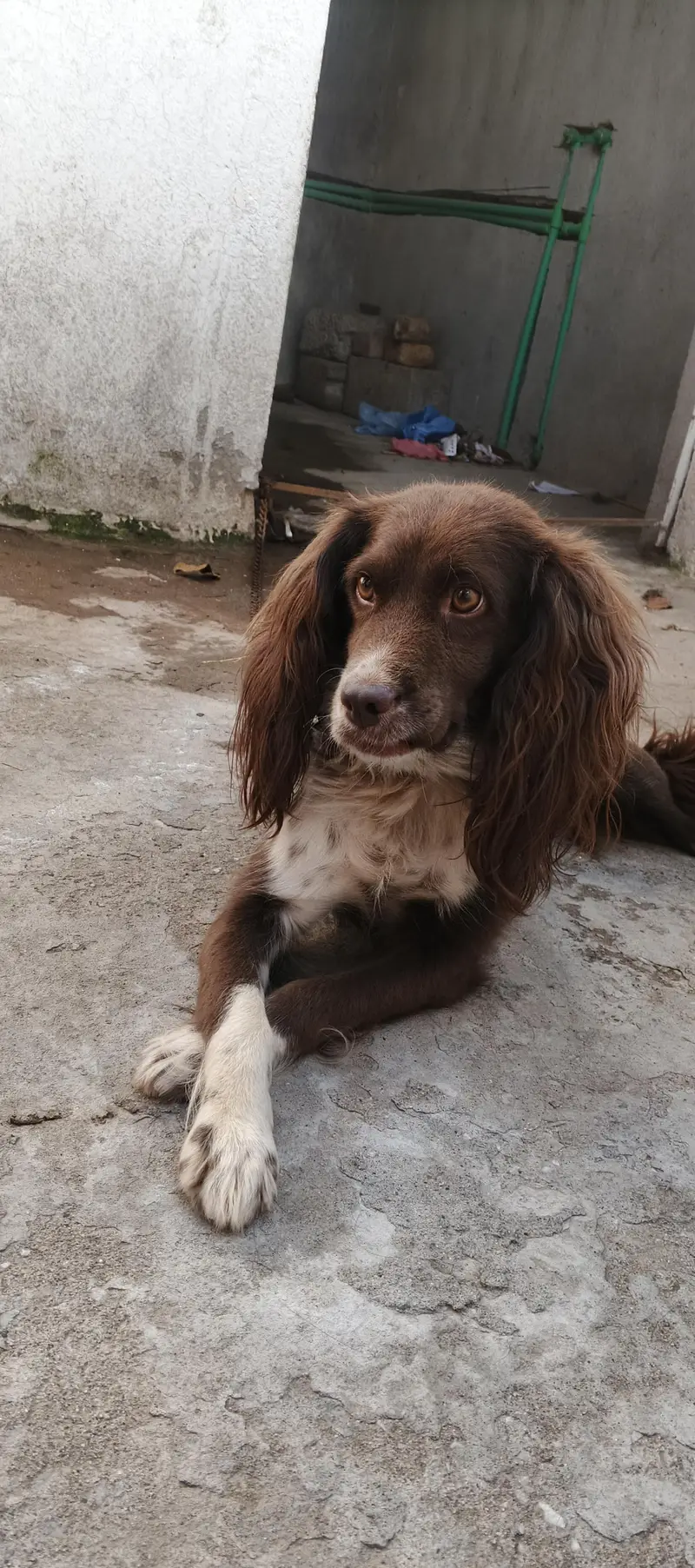 cocker spanil dog for sale — photo 7