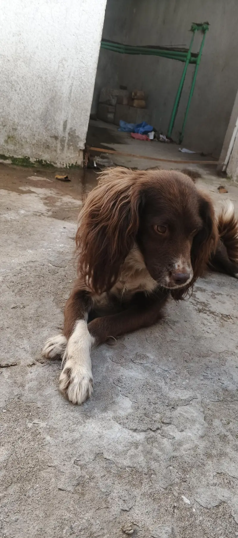 cocker spanil dog for sale — photo 8