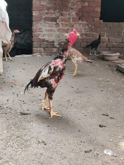 Turkish burmi cross hens chicks pairs for sale 0308*8719257