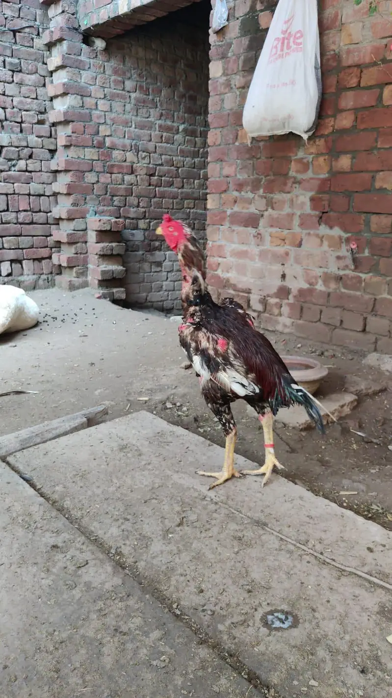 Turkish burmi cross hens chicks pairs for sale 0308*8719257 — photo 3
