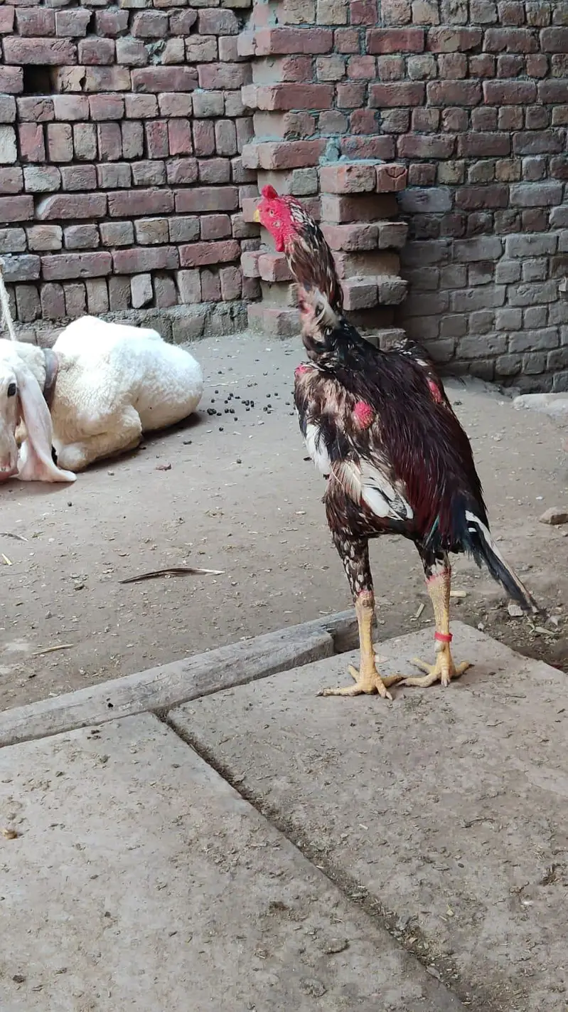 Turkish burmi cross hens chicks pairs for sale 0308*8719257 — photo 4