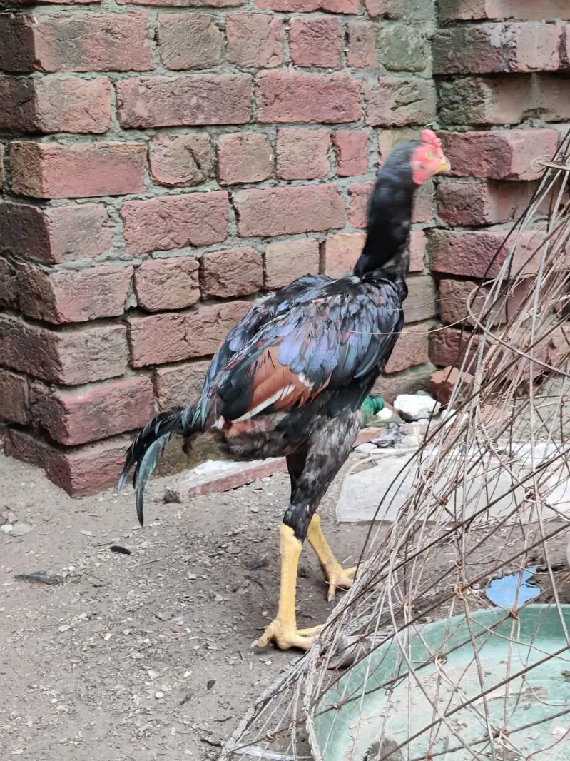 Turkish burmi cross hens chicks pairs for sale 0308*8719257 — photo 7