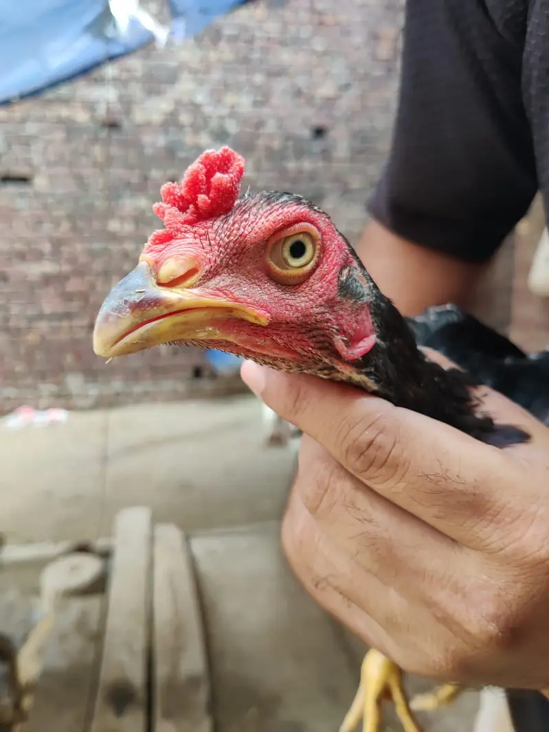 Turkish burmi cross hens chicks pairs for sale 0308*8719257 — photo 9