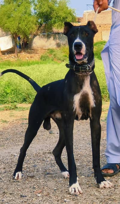 For sale bully mailAge 11 month
