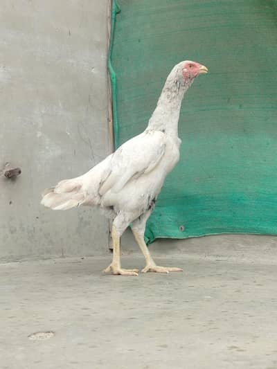 Mianwali Aseel Murgi | Breeder| Egg laying females
