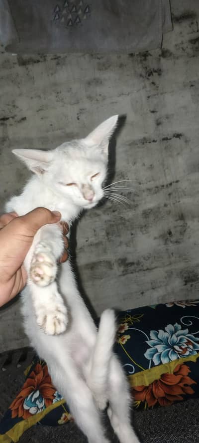 white simple cat