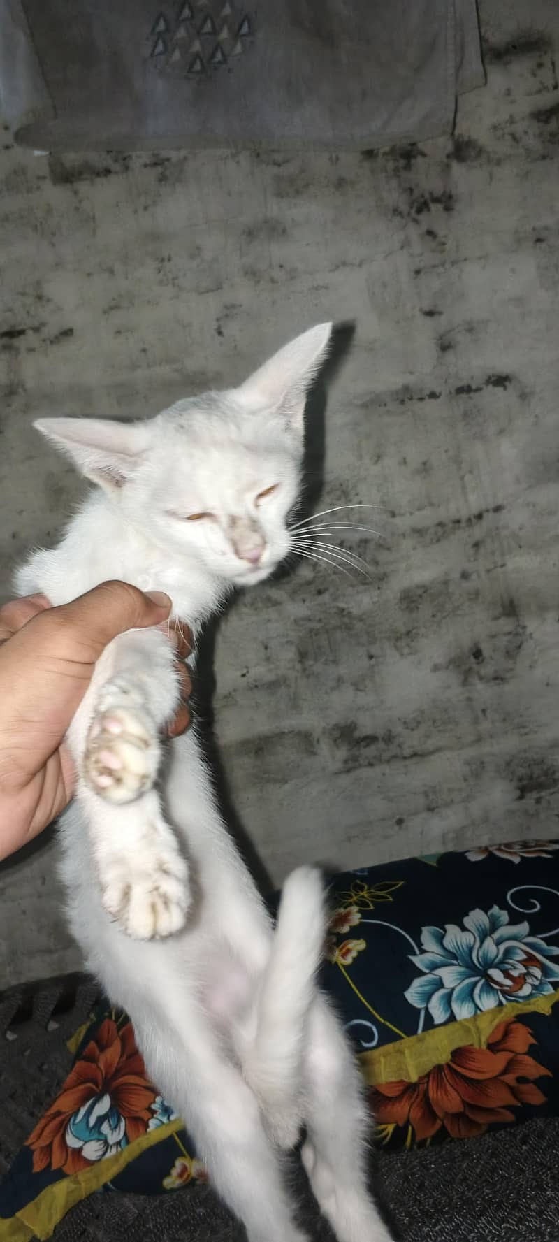 white simple cat 0