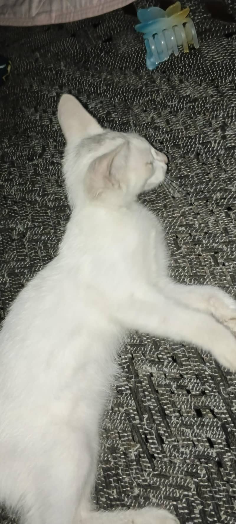 white simple cat 1
