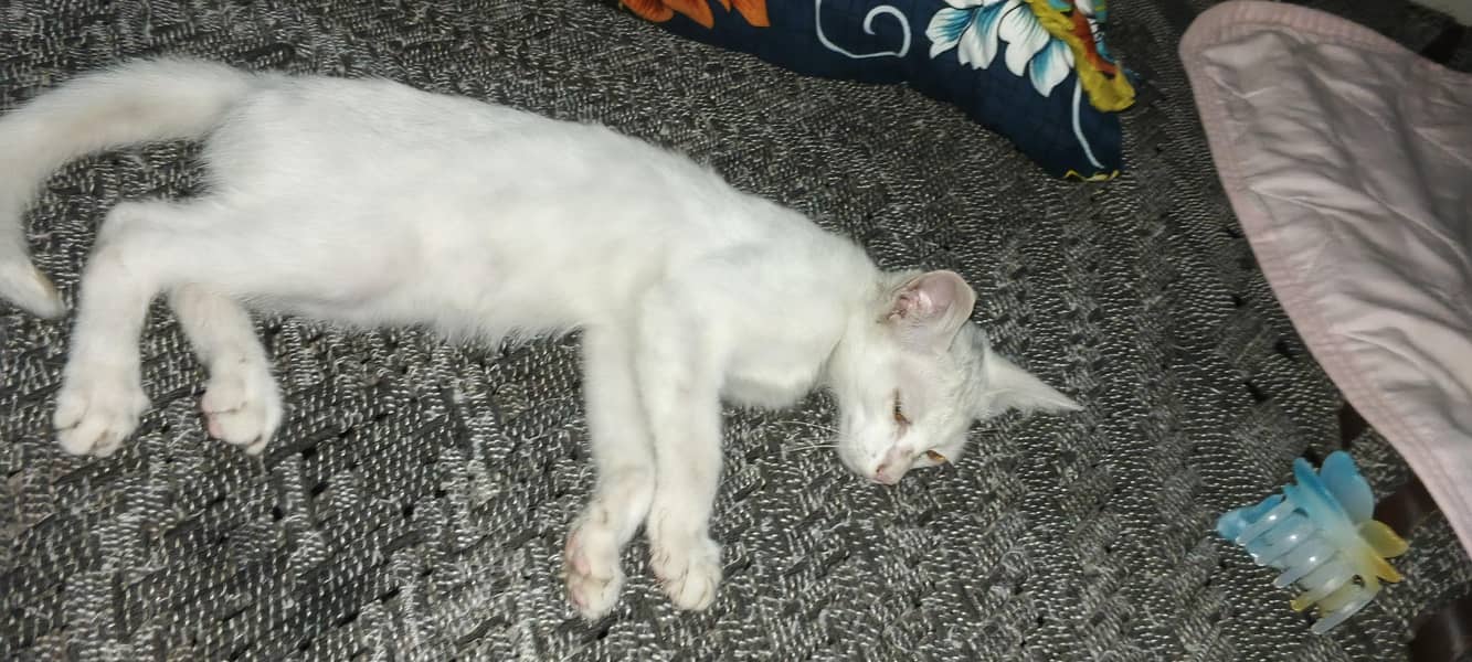 white simple cat 2