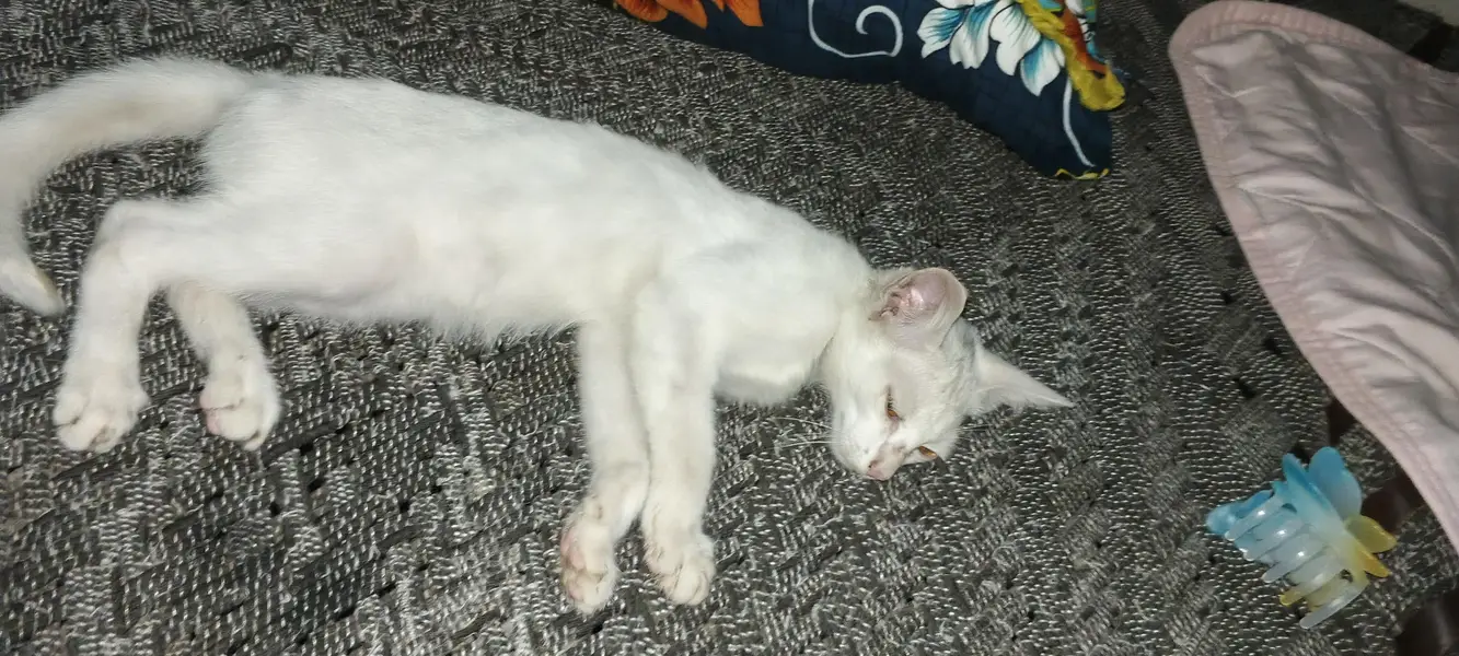 white simple cat — photo 3