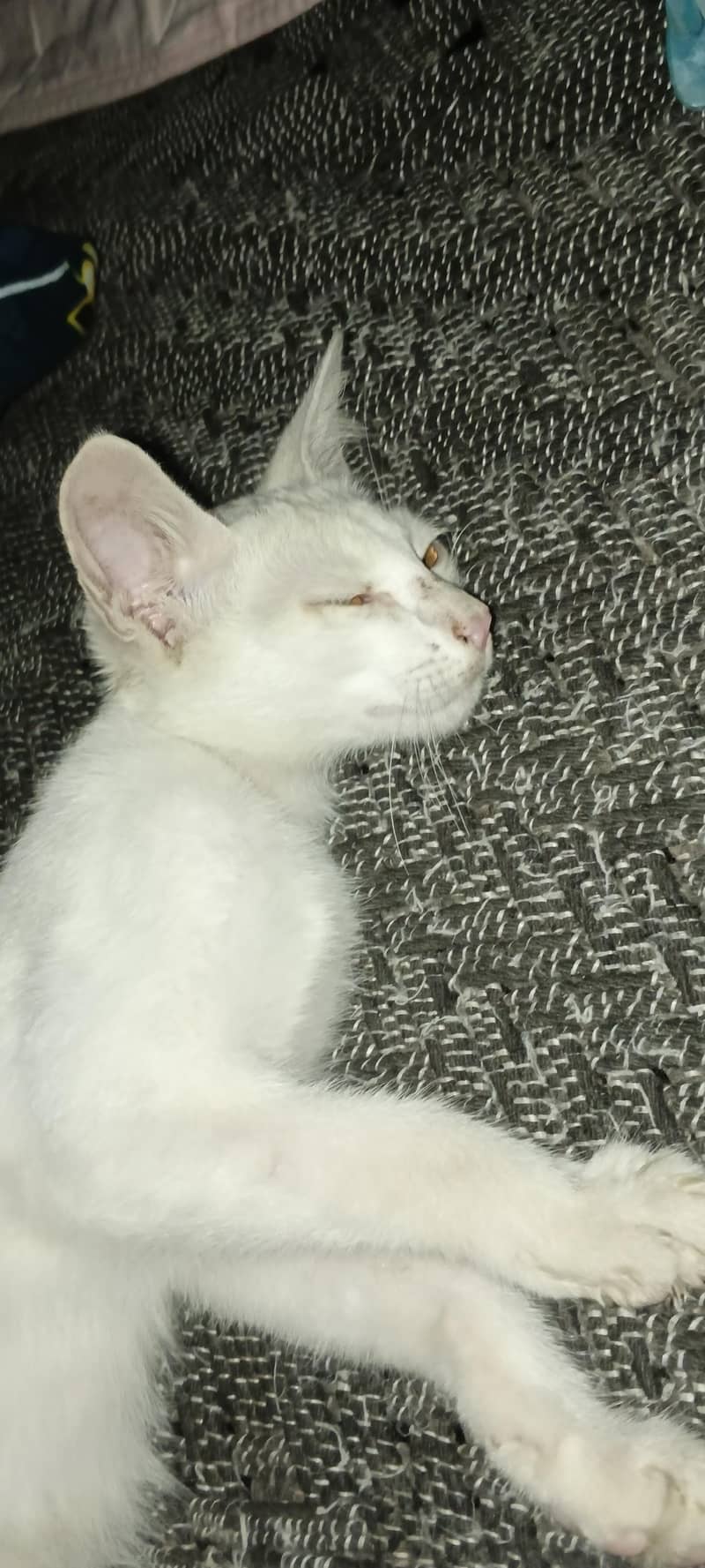 white simple cat 3