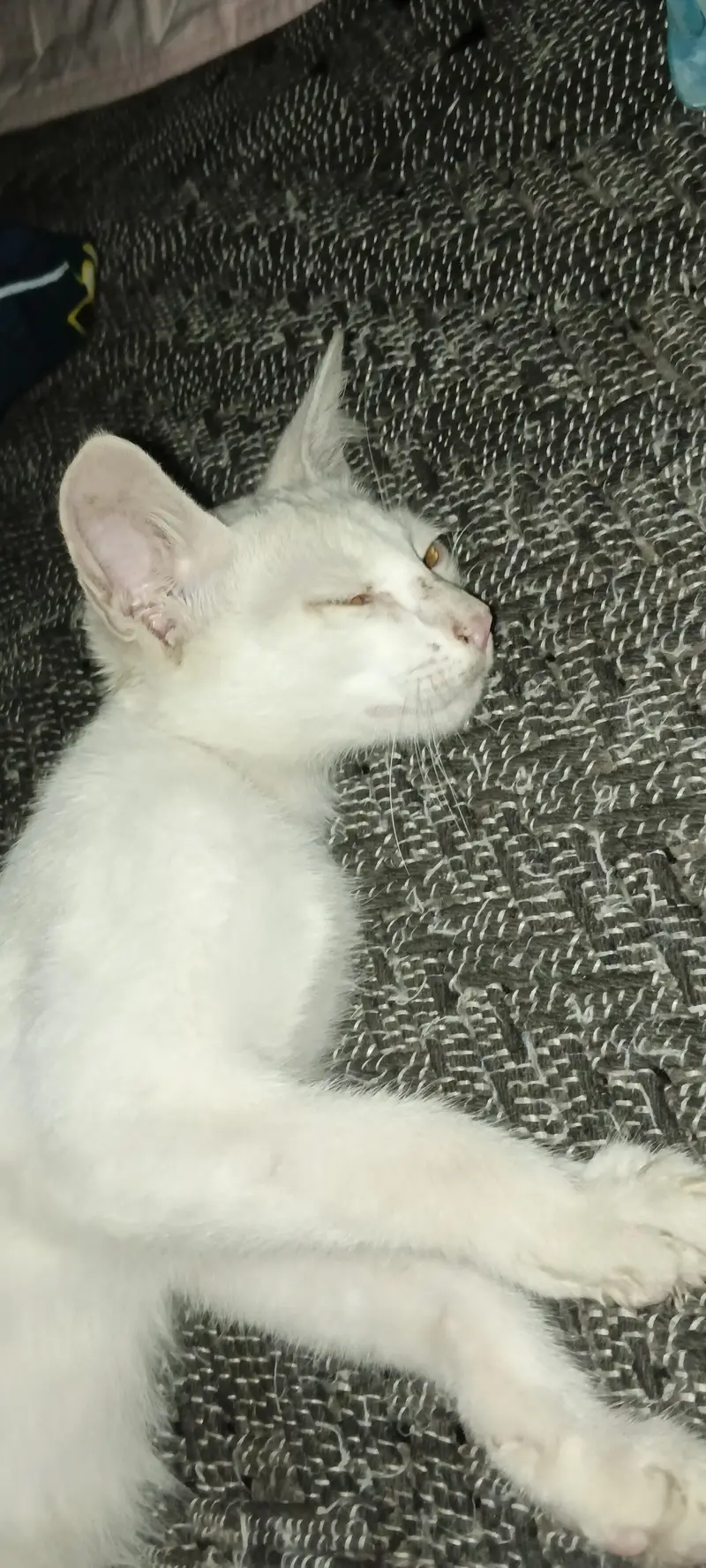 white simple cat — photo 4