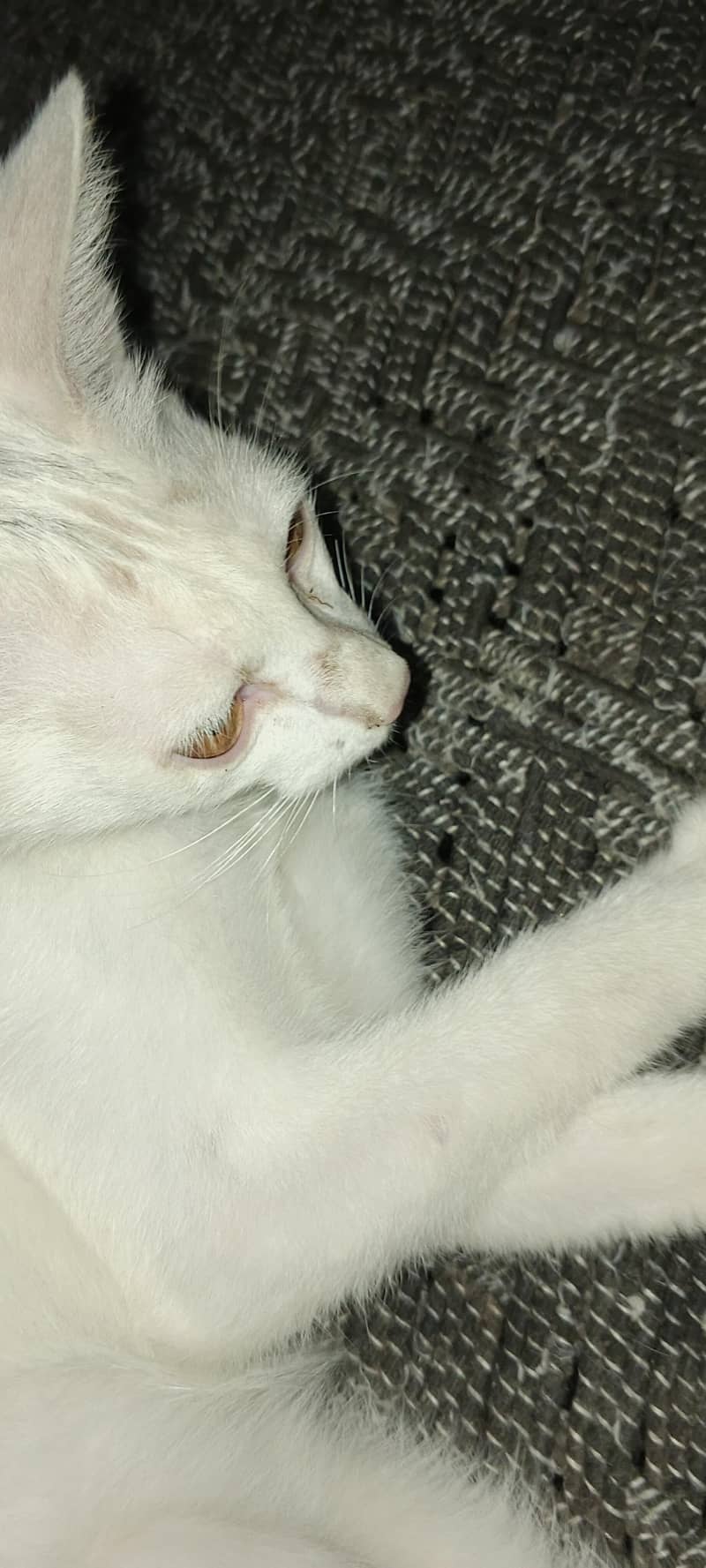 white simple cat 4