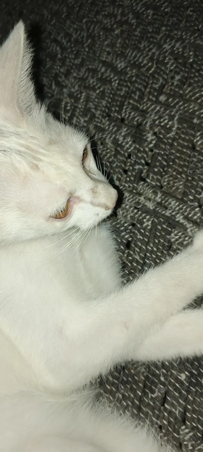 white simple cat — photo 5