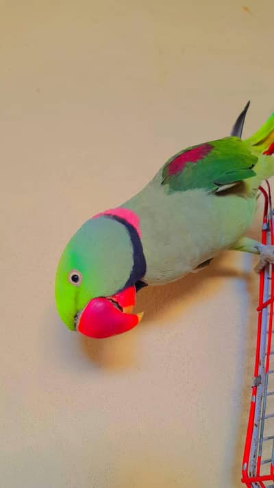 lslamabad