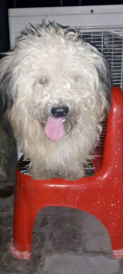 shitzoo dog