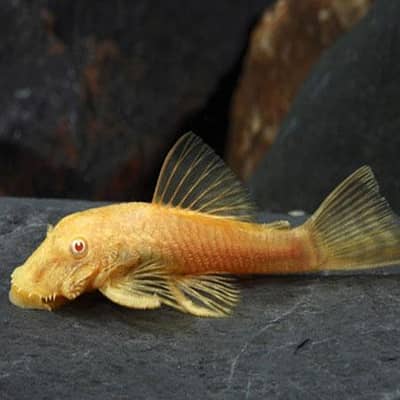 Albino Sucker Fish