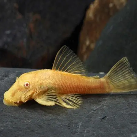 Albino Sucker Fish