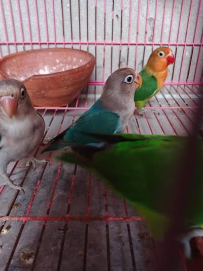 5 peice love bird healthy