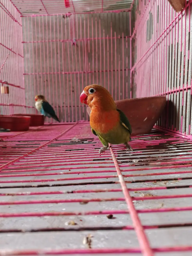 5 peice love bird healthy — photo 2