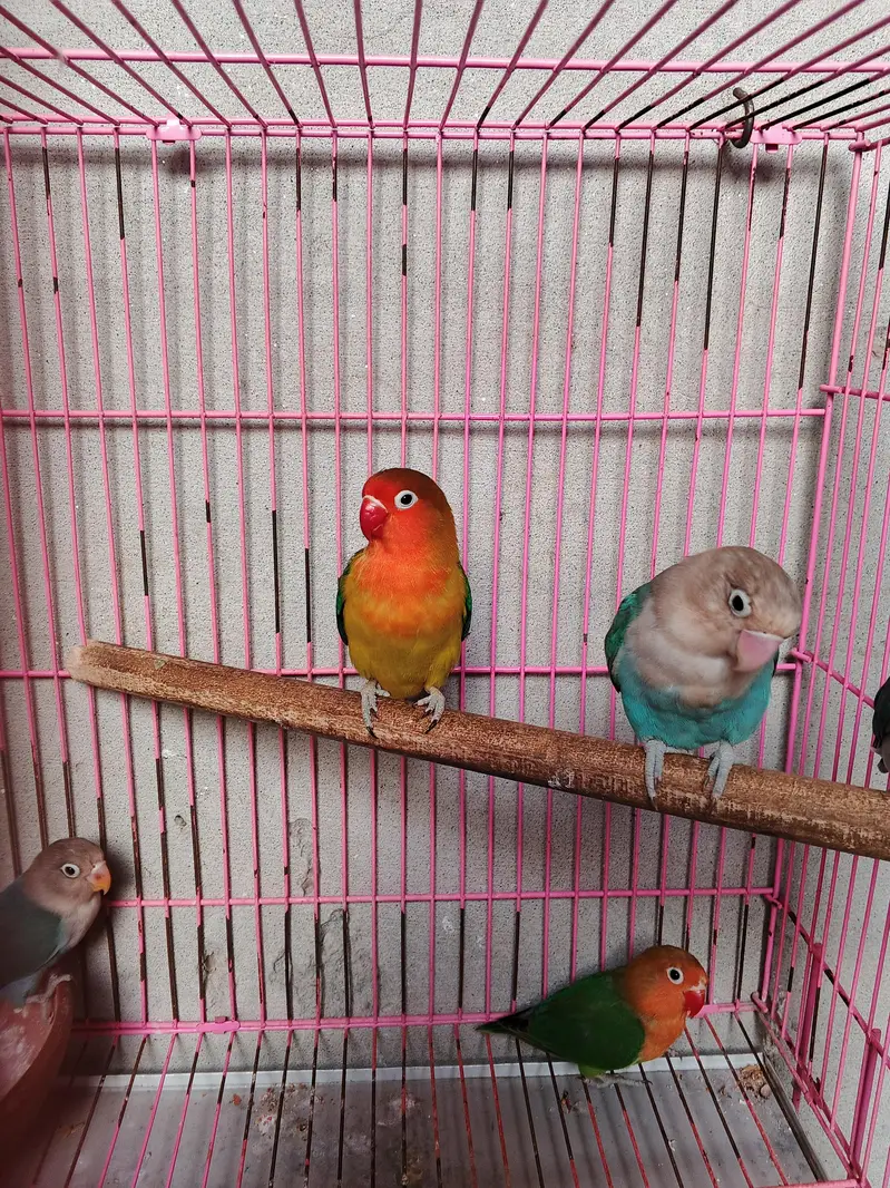 5 peice love bird healthy — photo 3