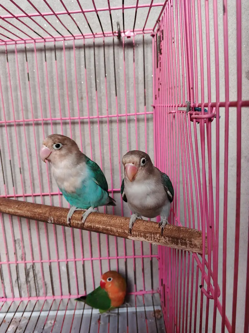 5 peice love bird healthy — photo 4