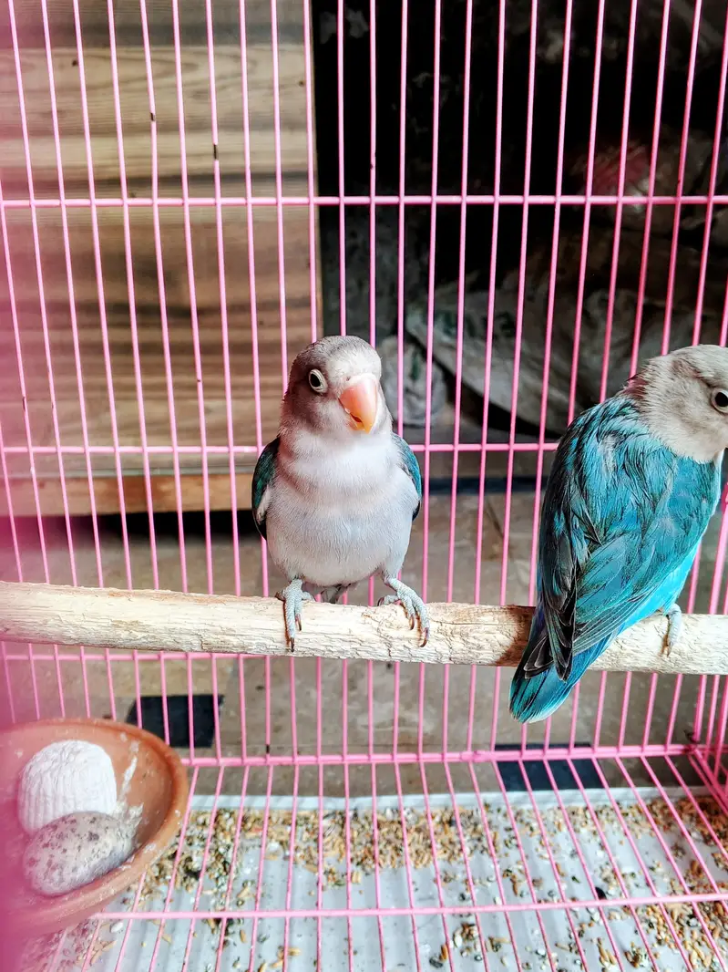 5 peice love bird healthy — photo 5