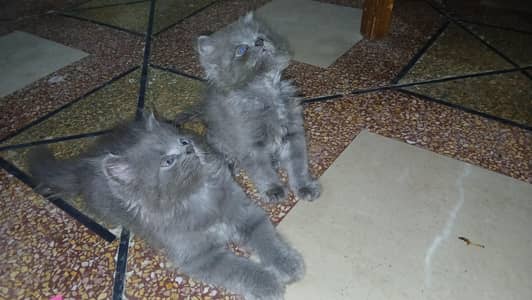 persian kittens