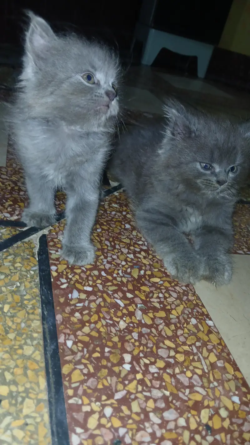 persian kittens — photo 2