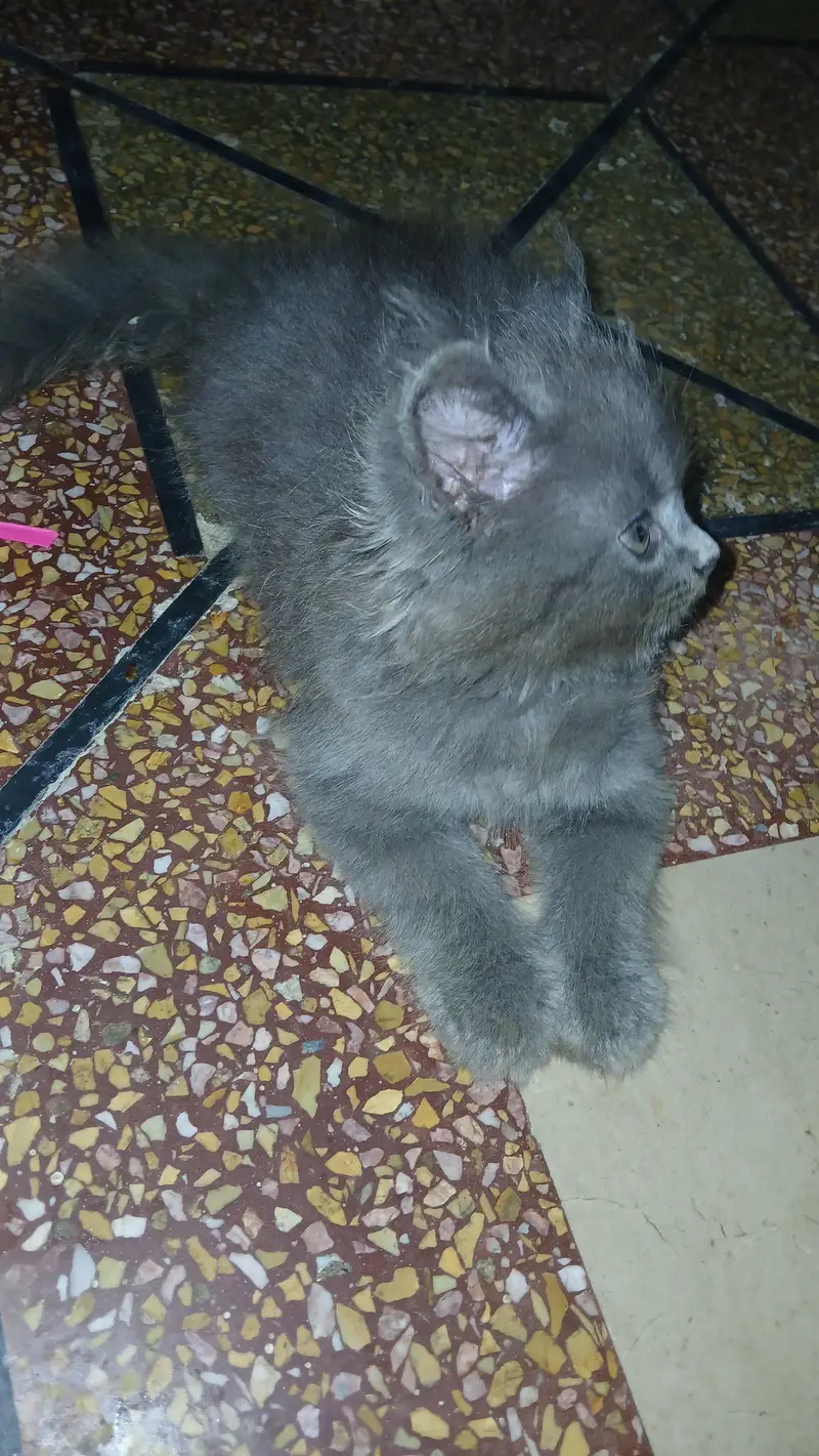persian kittens — photo 3